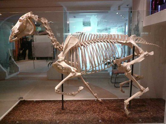 Musée des courses hippiques